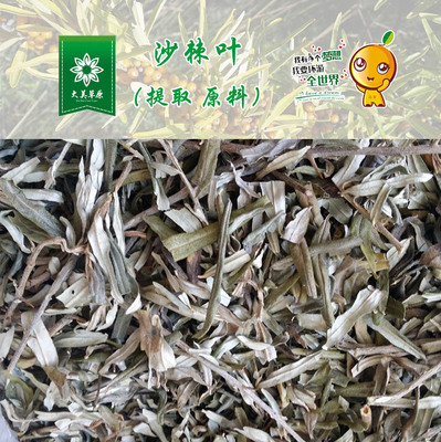 沙棘叶（提取原料）