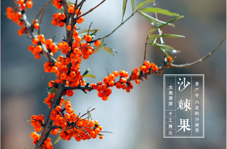 沙棘干果1.jpg